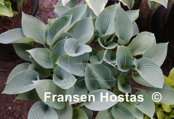 Hosta Blue Danube